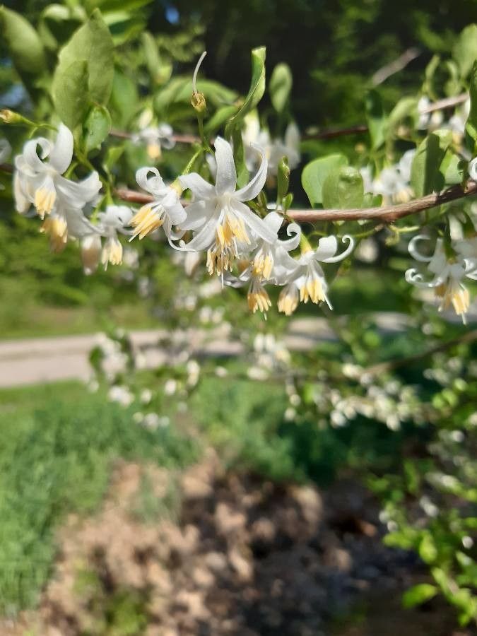 Styrax americanus flower