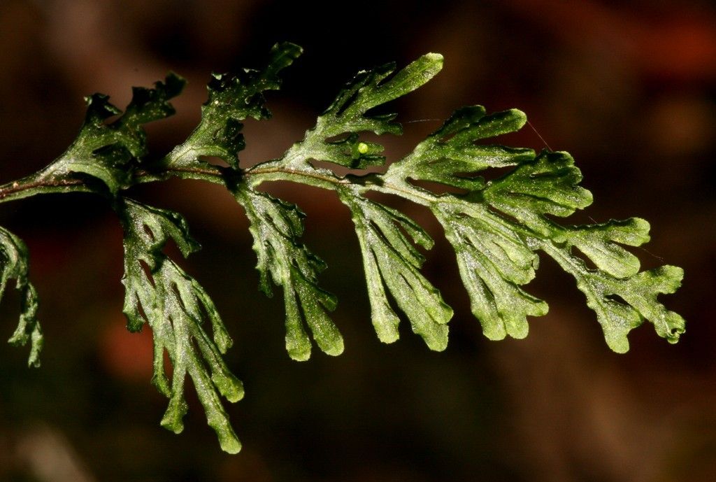 Hymenophyllum javanicum — houseplant care guide