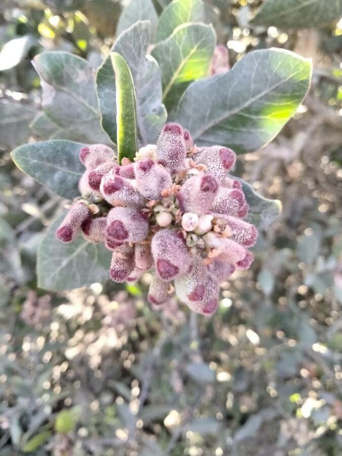 Rhus integrifolia fruit