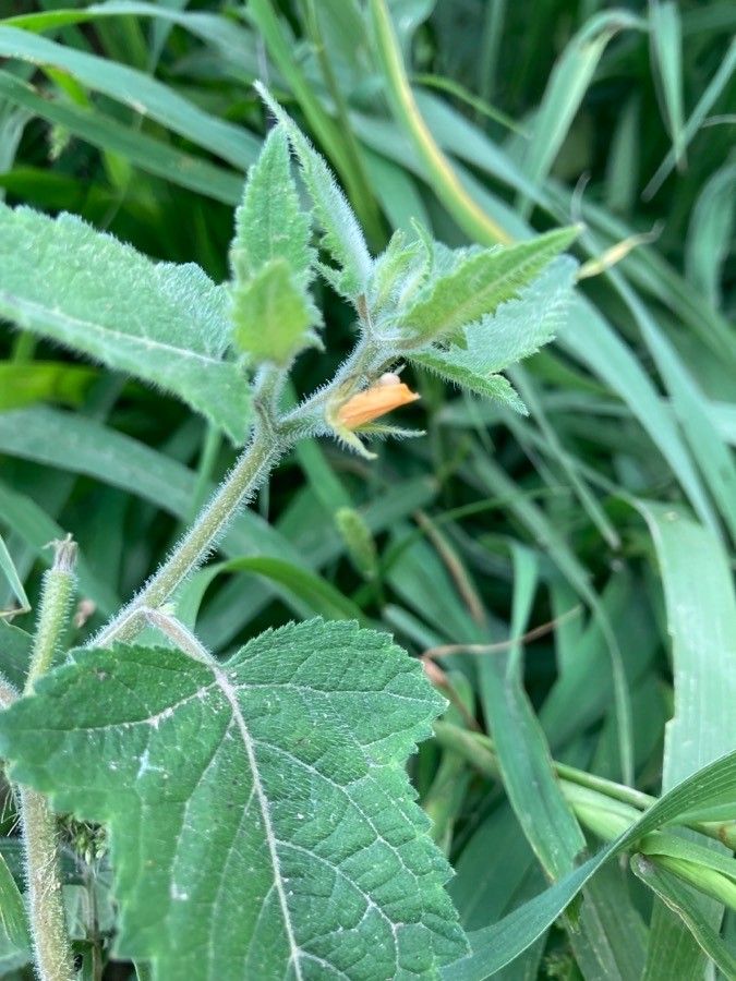 Mentzelia aspera flower