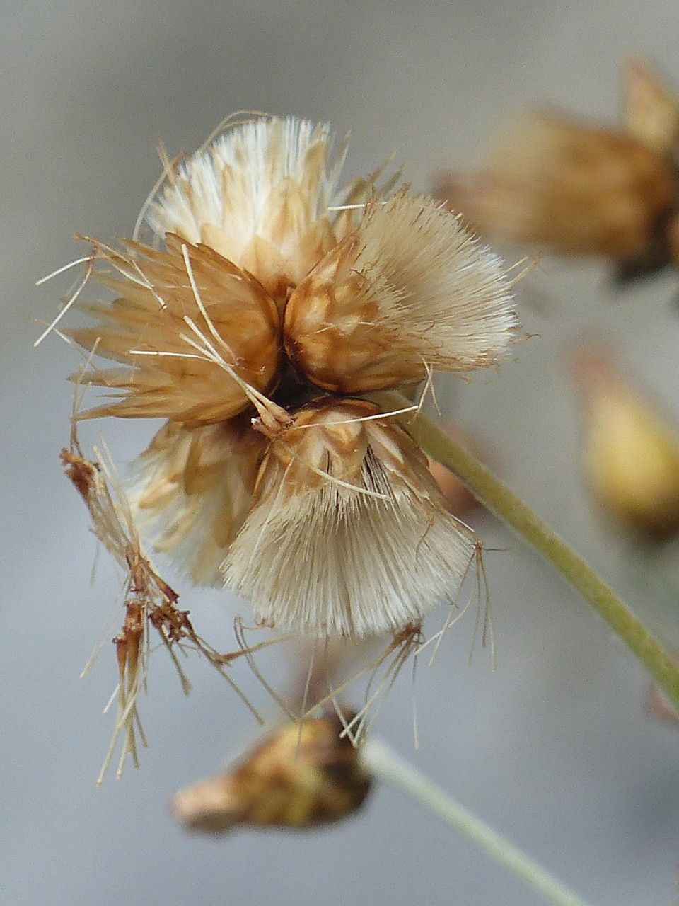 Phagnalon sordidum flower