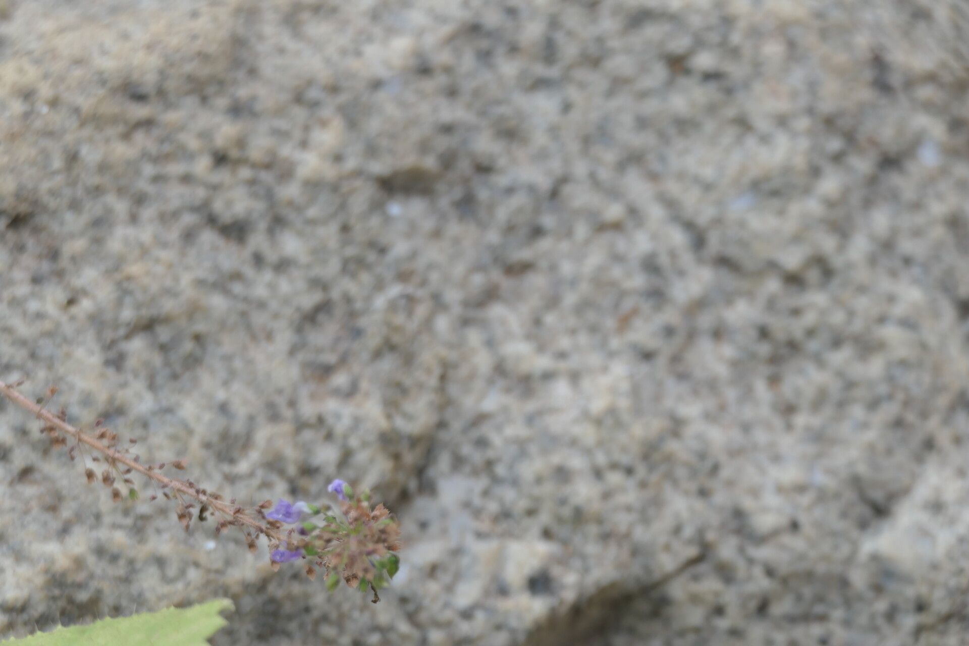 Obetia carruthersiana bark