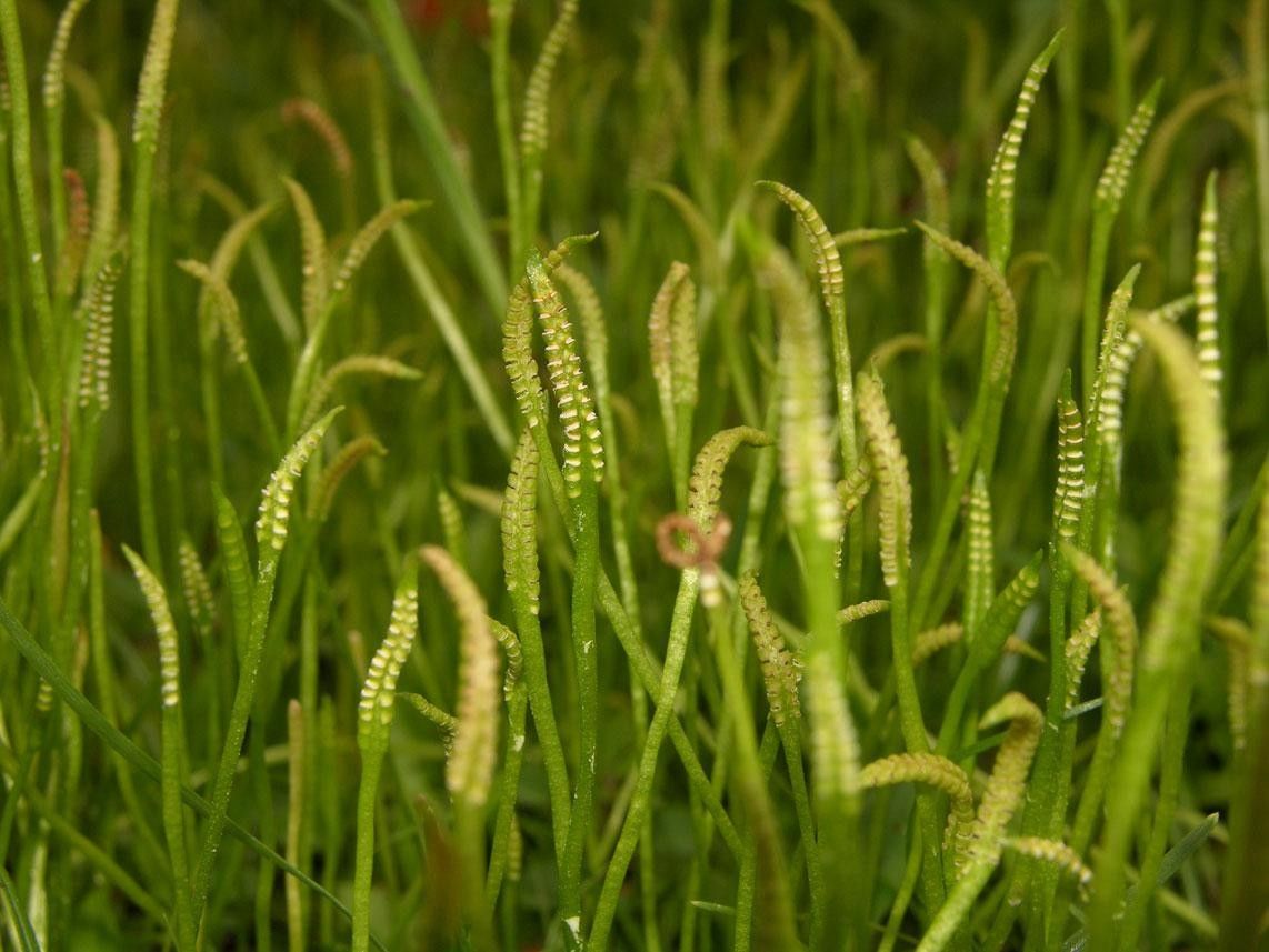 Ophioglossum nudicaule leaf