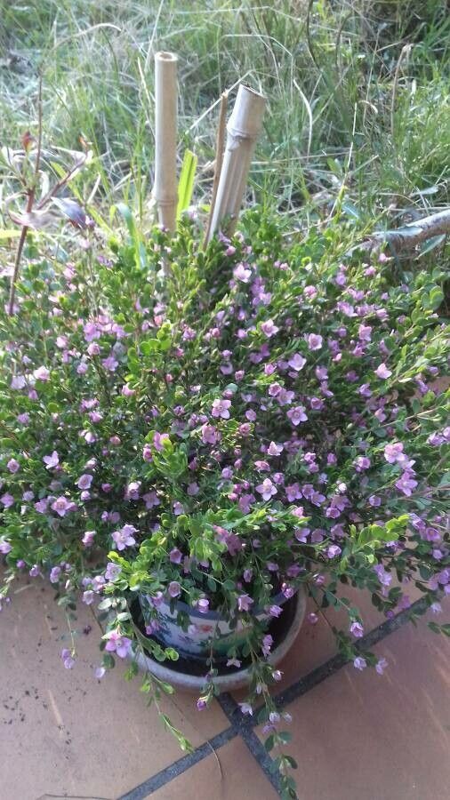 Boronia crenulata habit