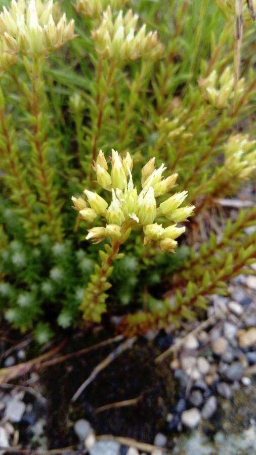 Petrosedum ochroleucum flower