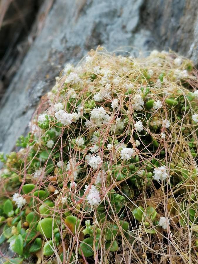 Cuscuta planiflora flower