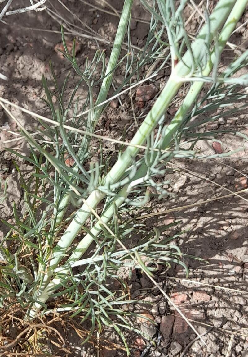 Thelesperma megapotamicum leaf