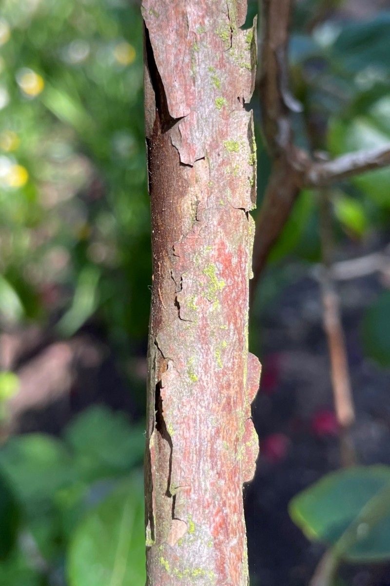 Rhododendron thomsonii bark