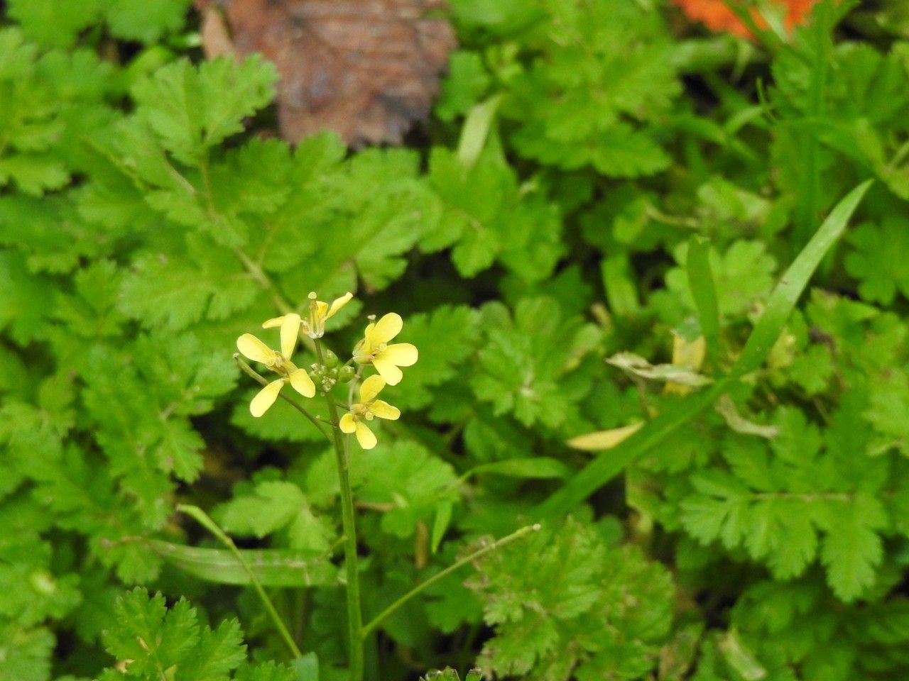 Brassica tournefortii flower