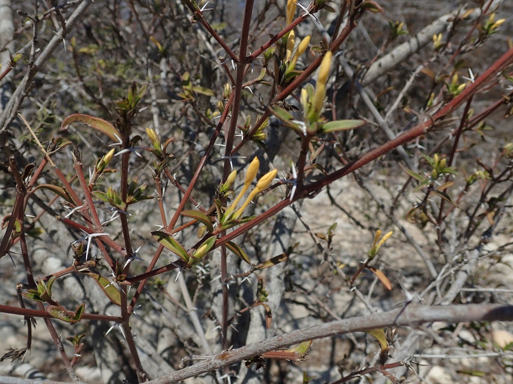 Barleria parvispina — houseplant care guide