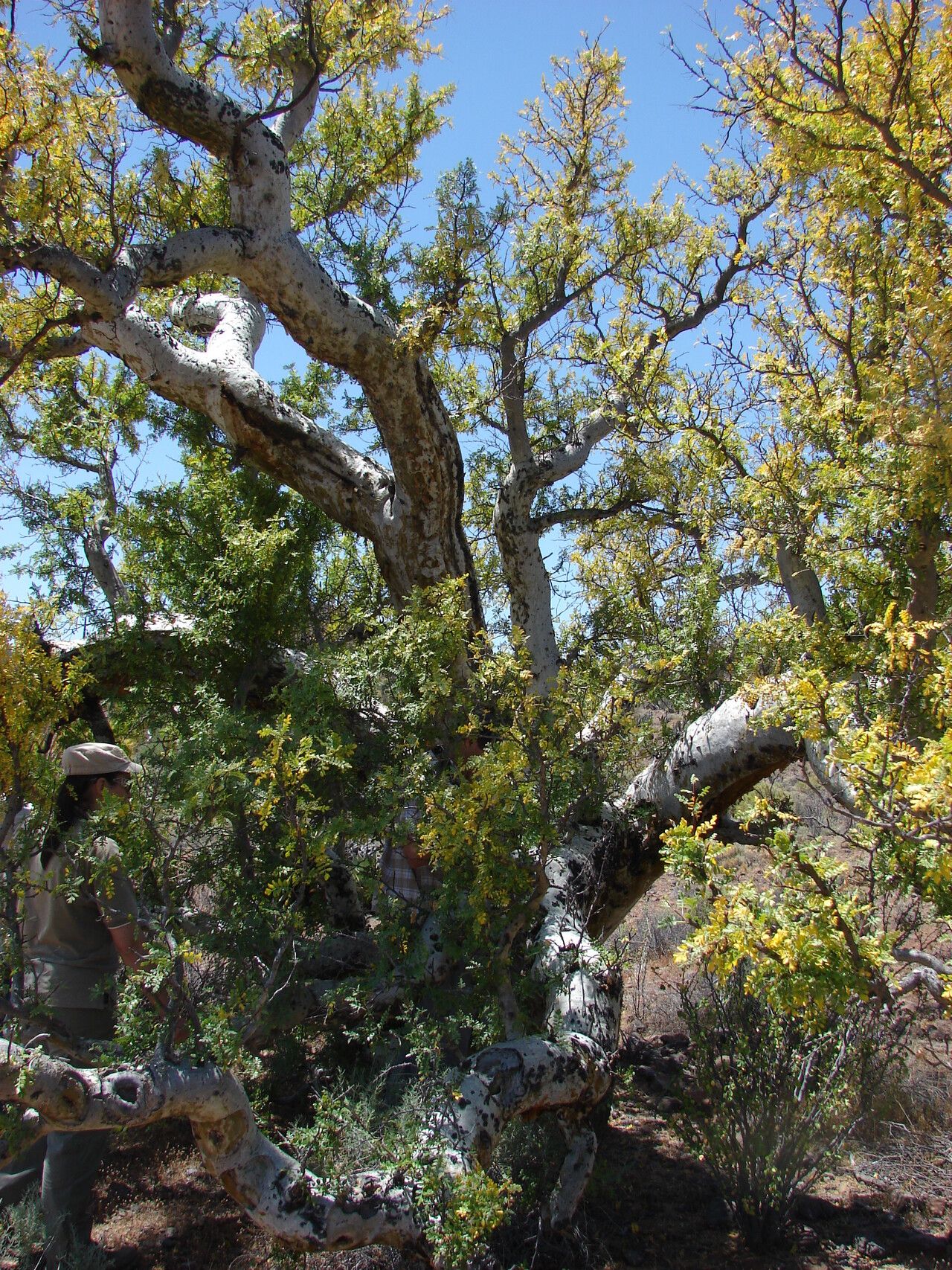 Pachycormus discolor bark