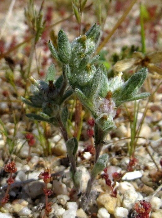 Stylocline citroleum — houseplant care guide