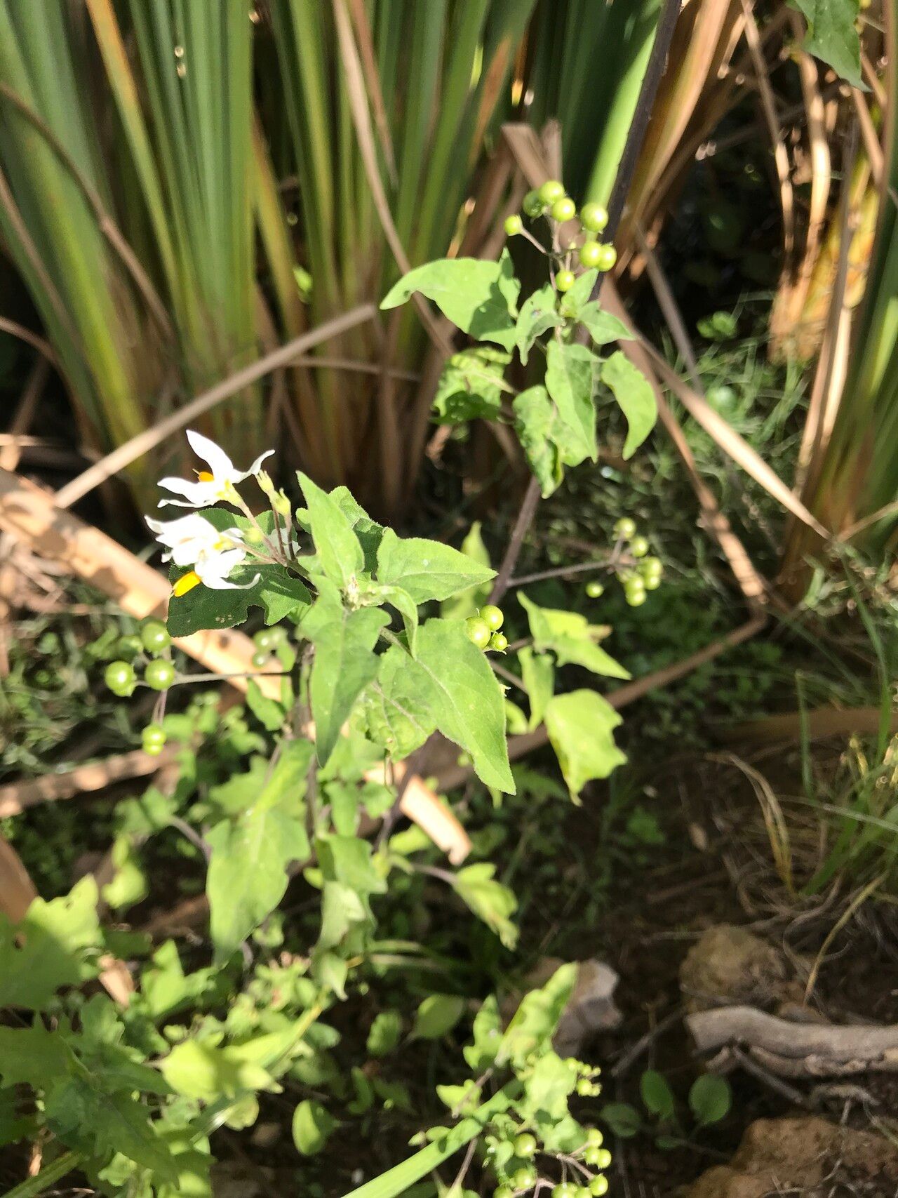 Solanum pilcomayense habit