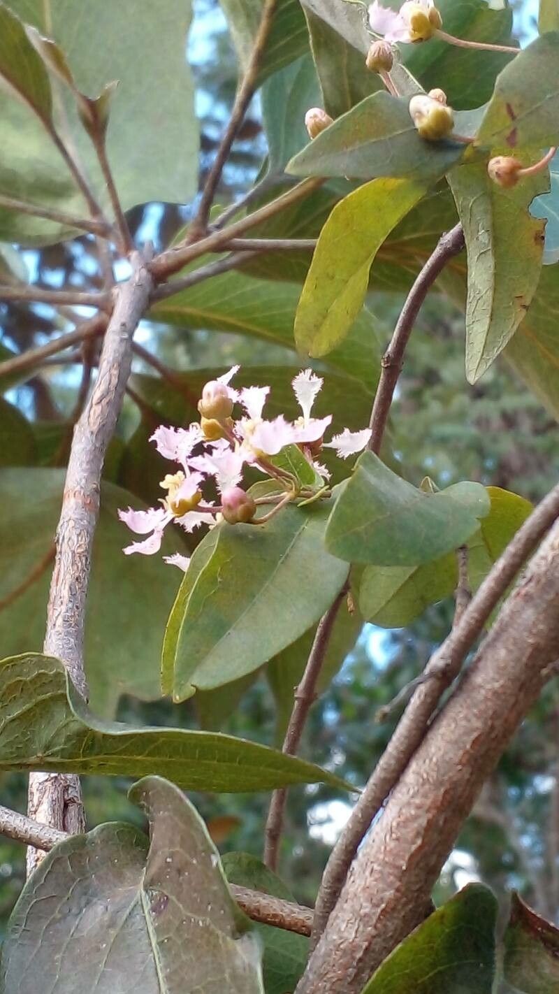 Banisteriopsis schizoptera flower