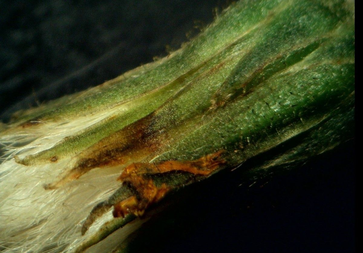 Crepis lampsanoides bark