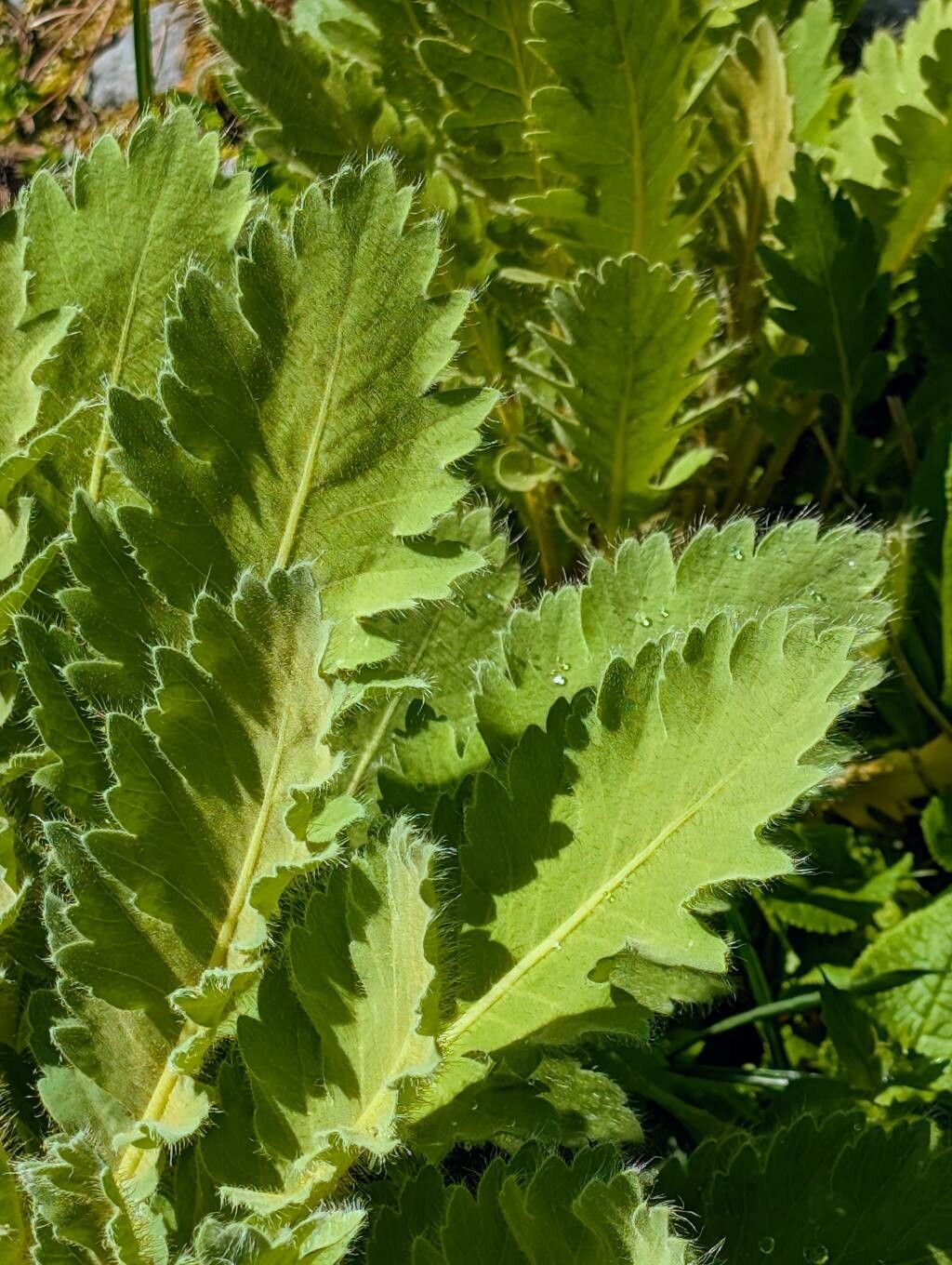 Meconopsis napaulensis — search result for 'Meconopsis'