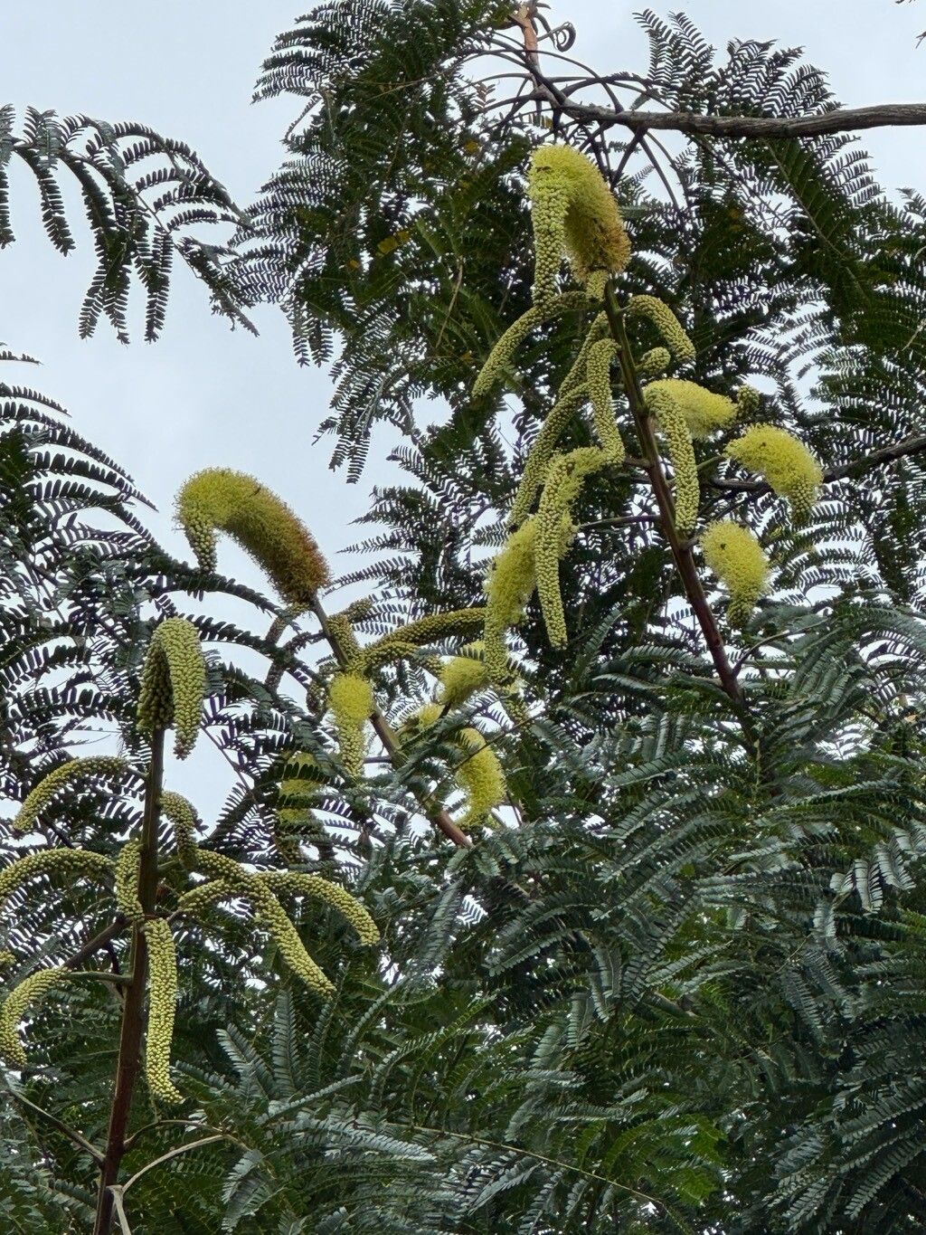 Dinizia jueirana-facao — related species from the same genus