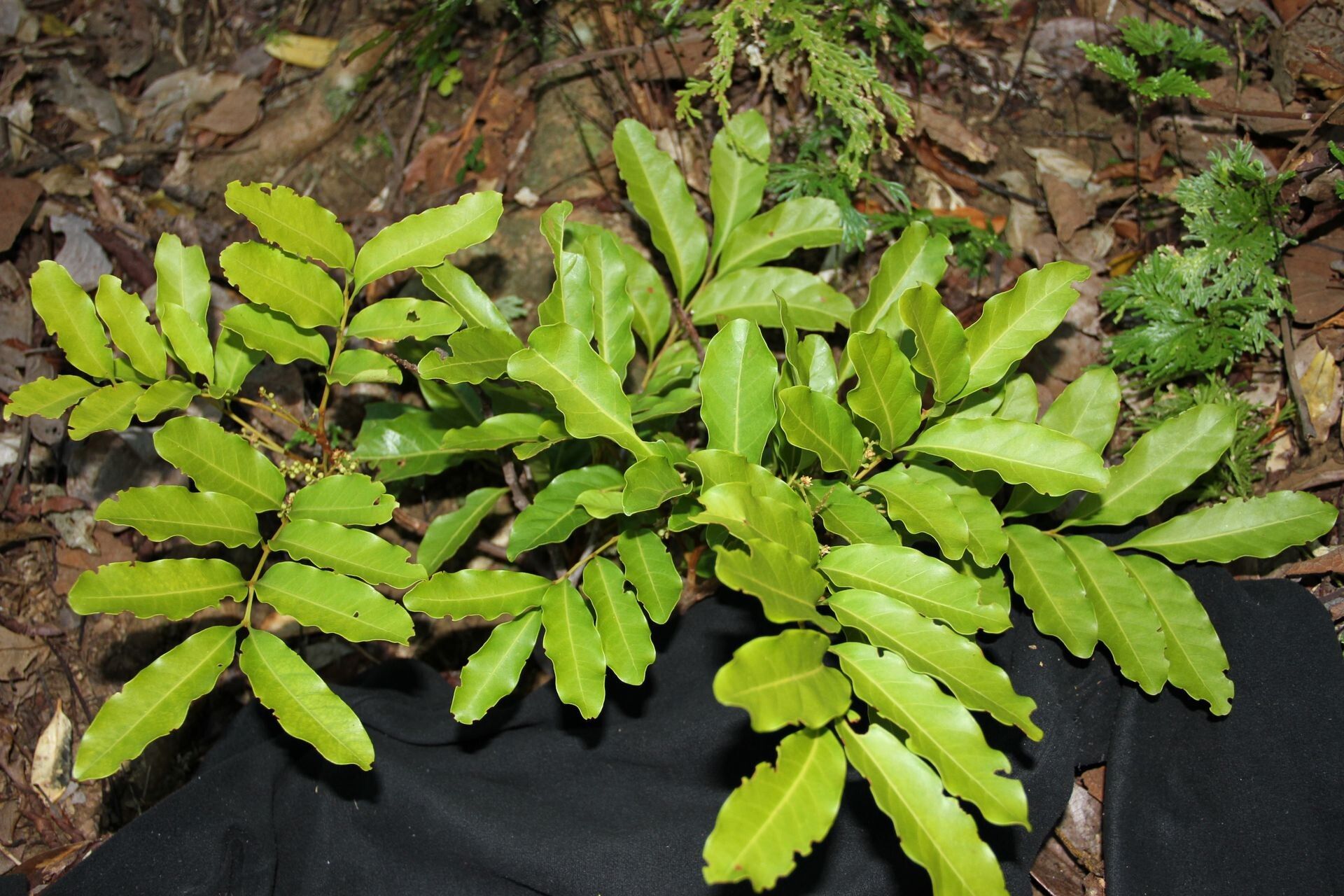 Cupaniopsis petiolulata — search result for 'Cupaniopsis'