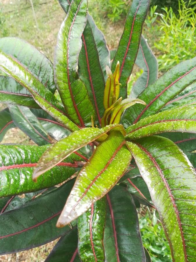 Polyscias cutispongia leaf
