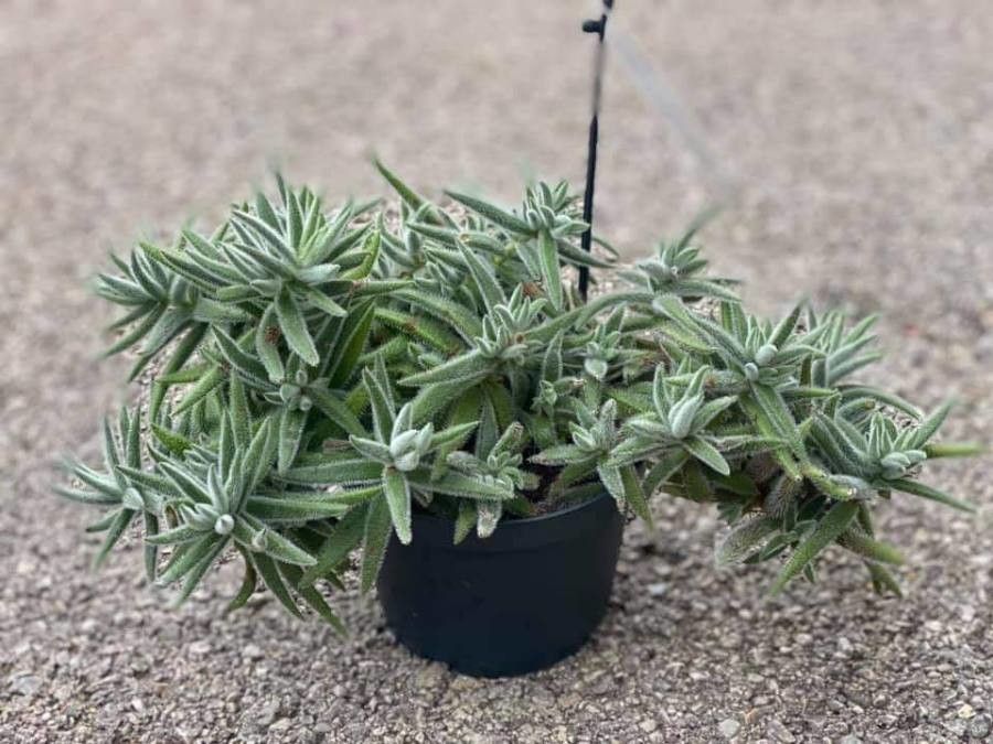 Crassula mesembryanthoides habit