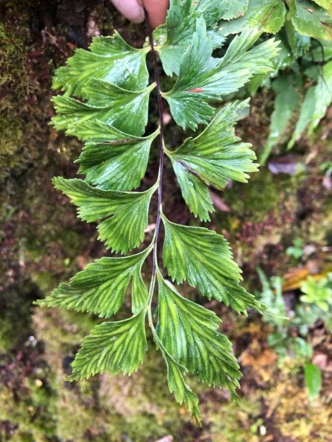 Asplenium polyodon leaf