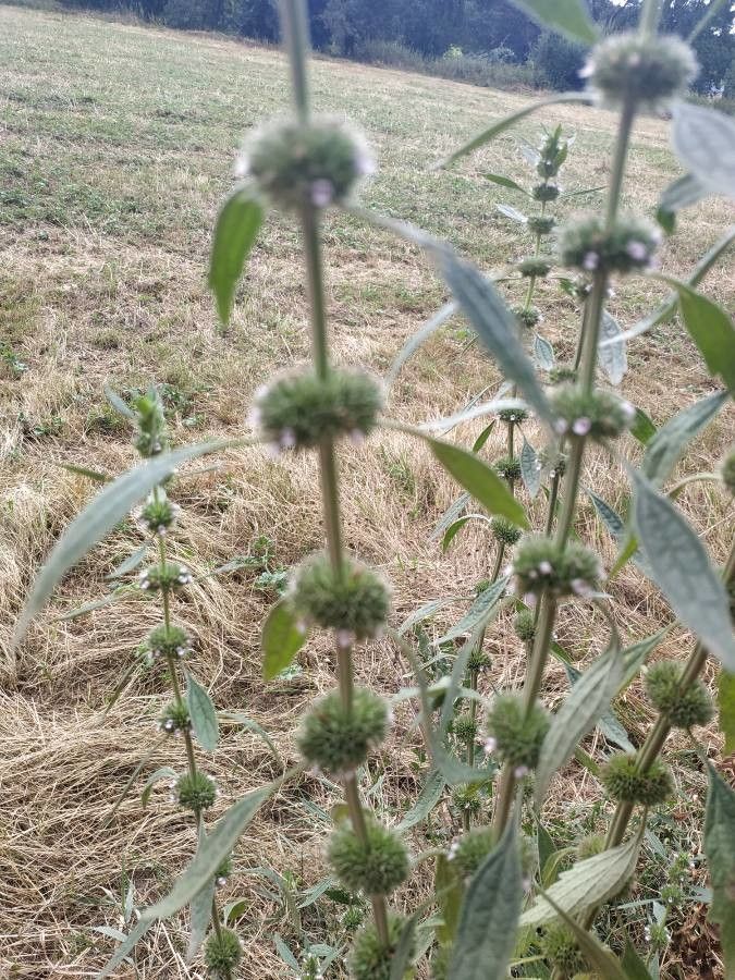 Chaiturus marrubiastrum habit