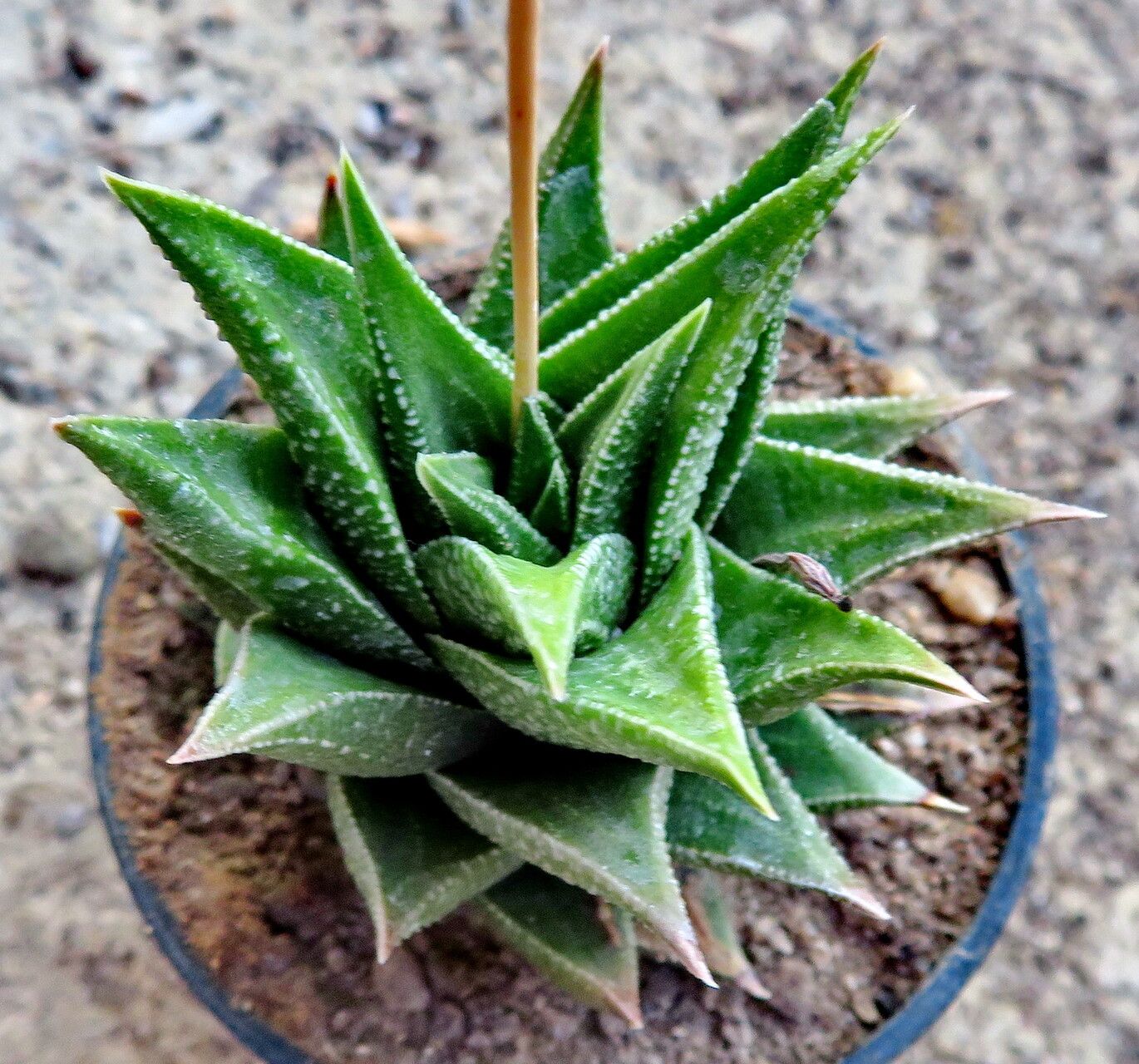 Haworthiopsis × rigida habit