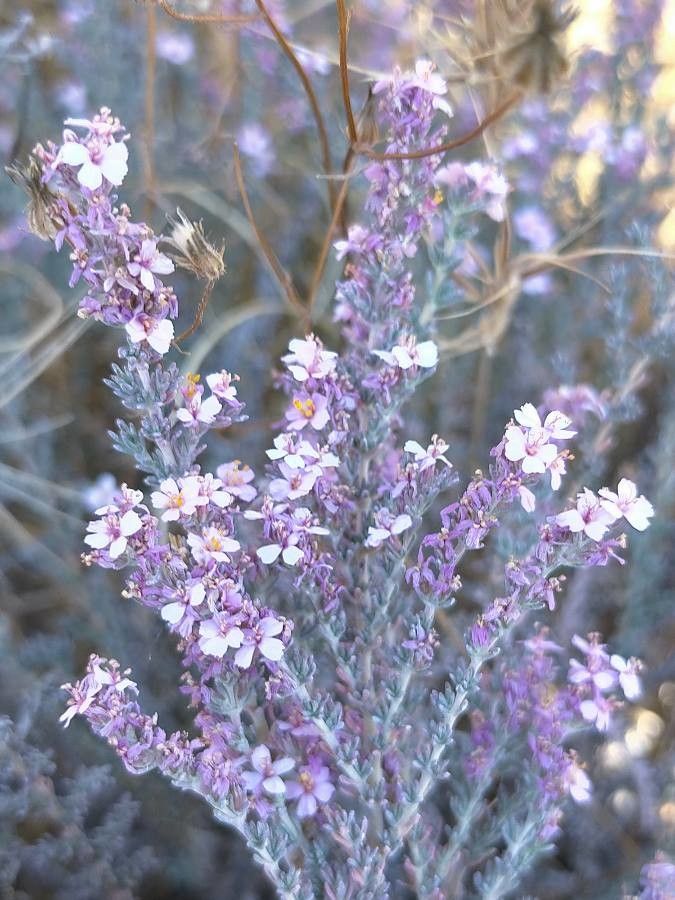 Frankenia thymifolia flower