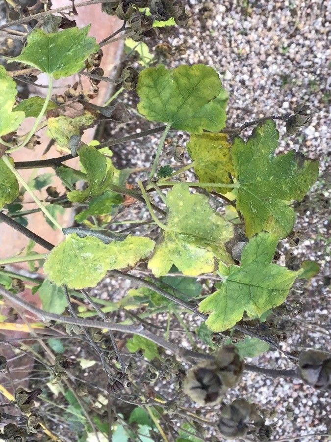 Althaea armeniaca — related species from the same genus