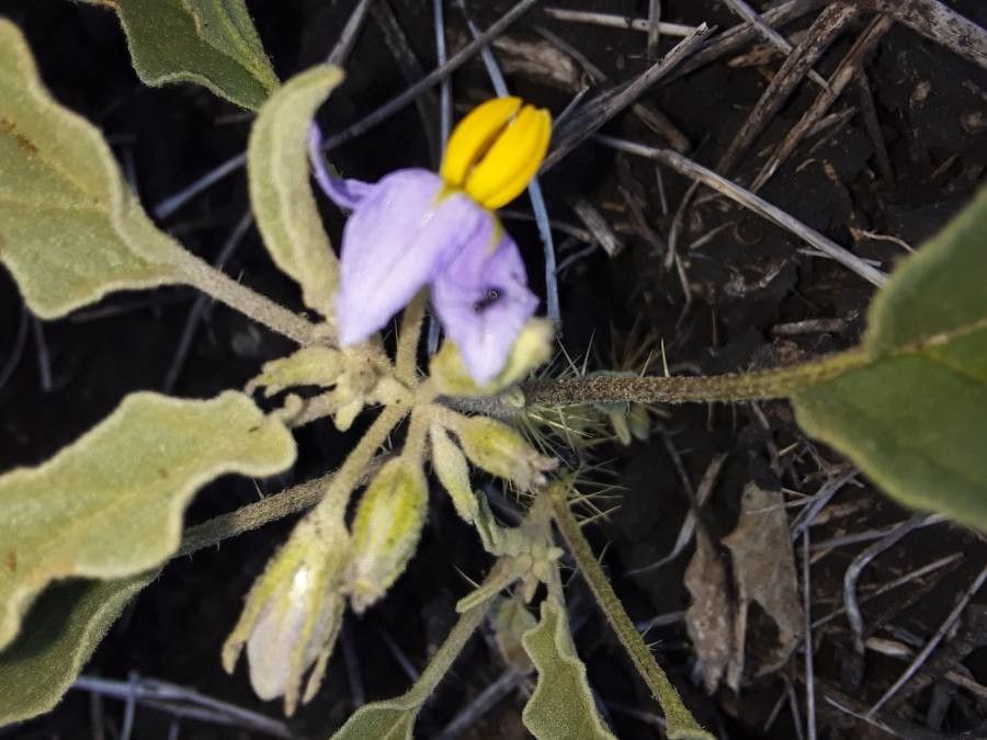 Solanum incanum flower