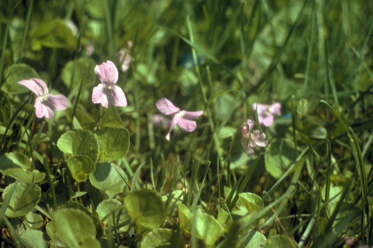 Viola walteri habit