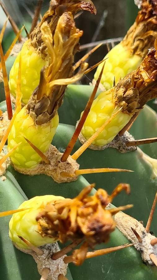 Ferocactus pottsii fruit