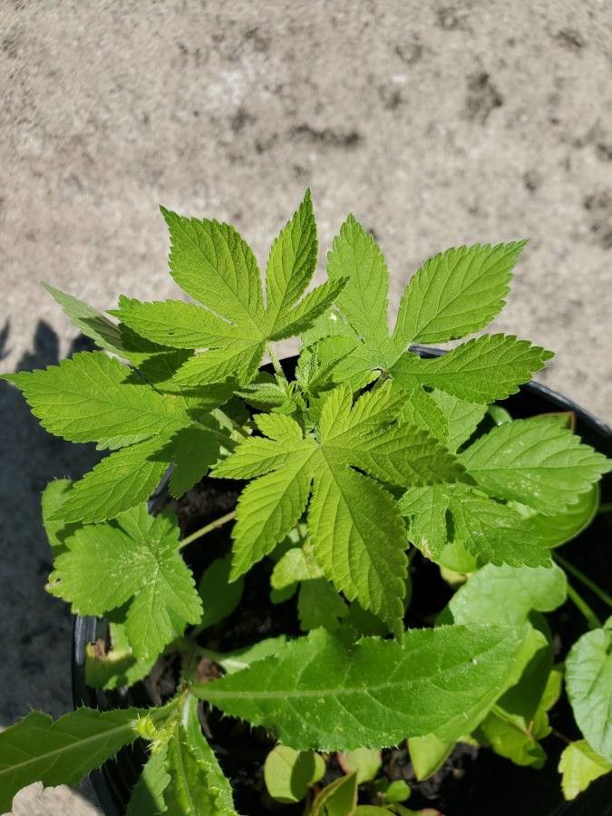 Humulus japonicus leaf