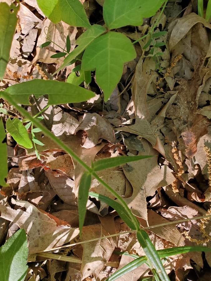 Phlox pilosa — search result for 'Phlox'