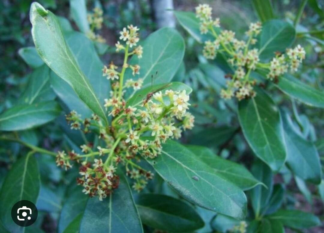 Ocotea pulchella flower