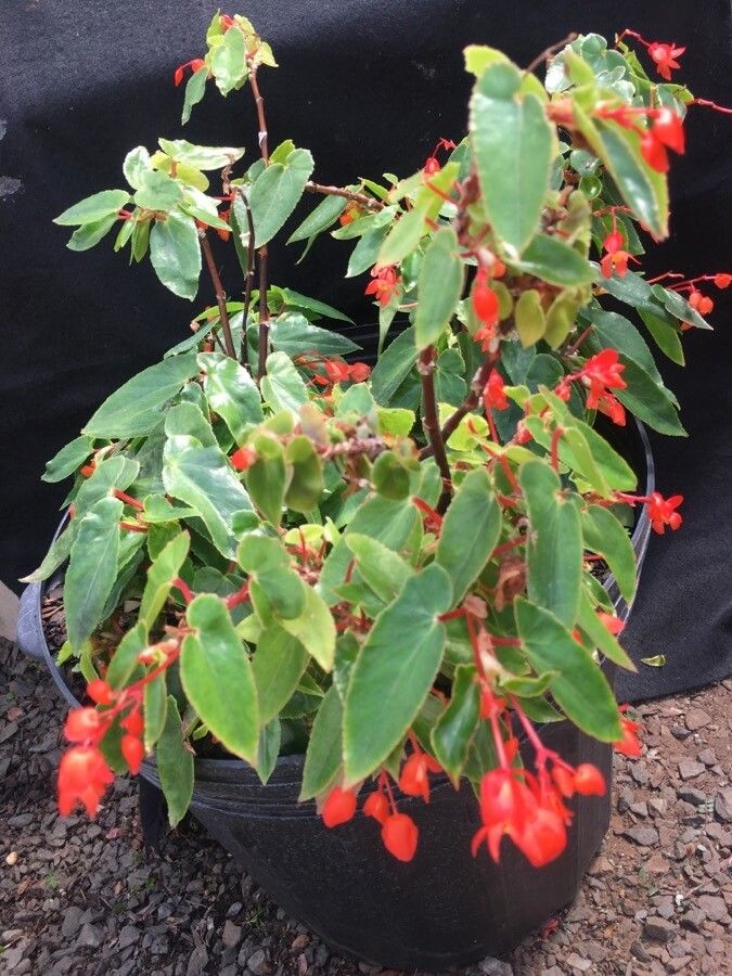 Begonia rubriflora habit