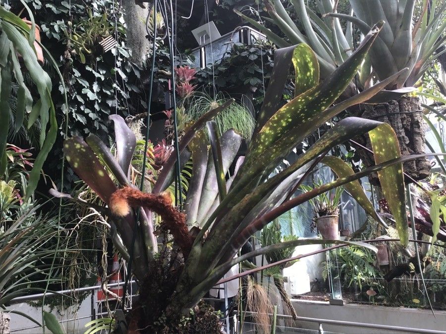 Billbergia macrocalyx leaf