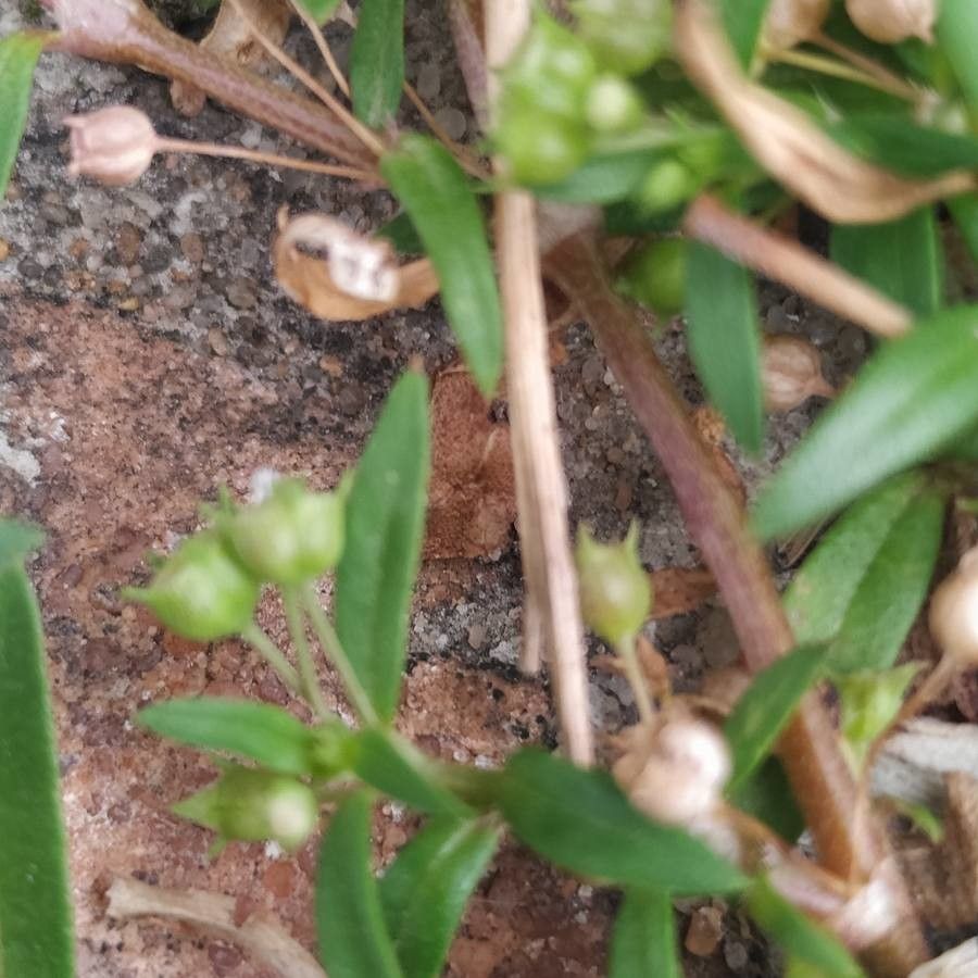 Oldenlandia corymbosa fruit