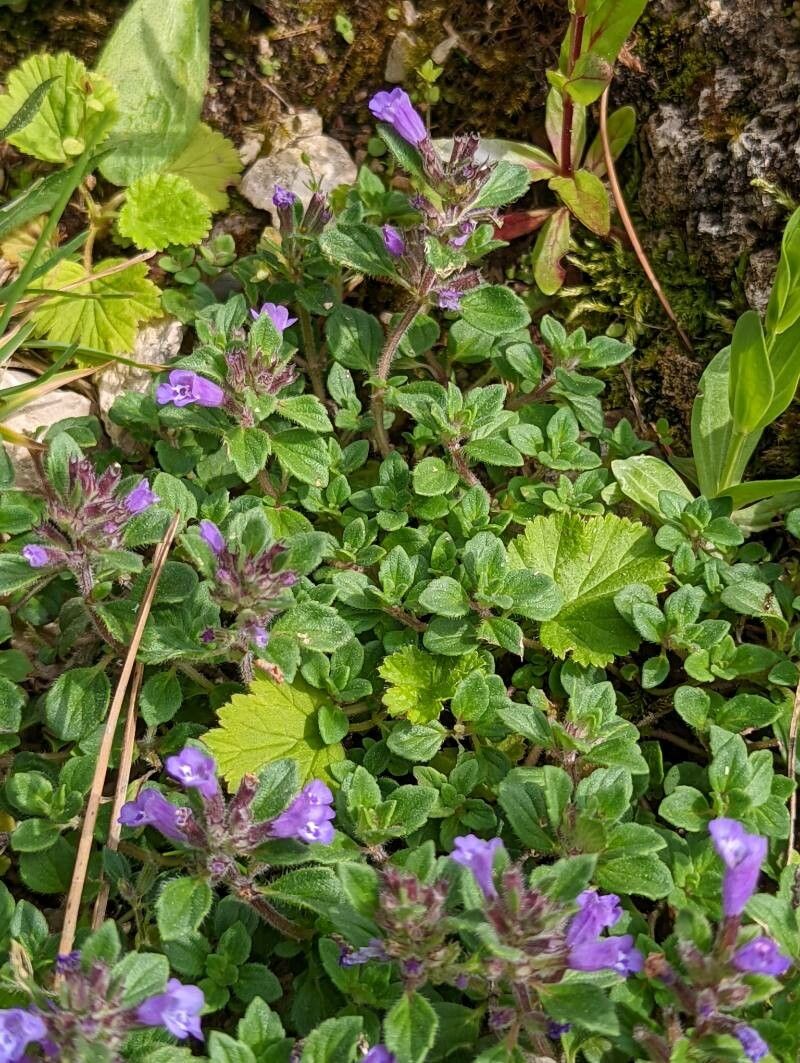 Acinos alpinus — search result for 'Satureja'