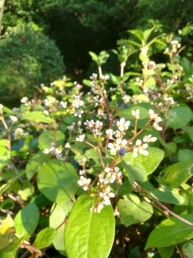 Polygonum ajanense — related species from the same genus