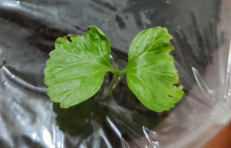 Cordia alba — related species from the same genus