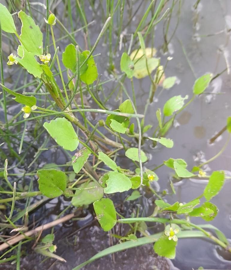 Ranunculus bonariensis habit