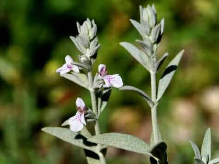 Stachys arabica flower