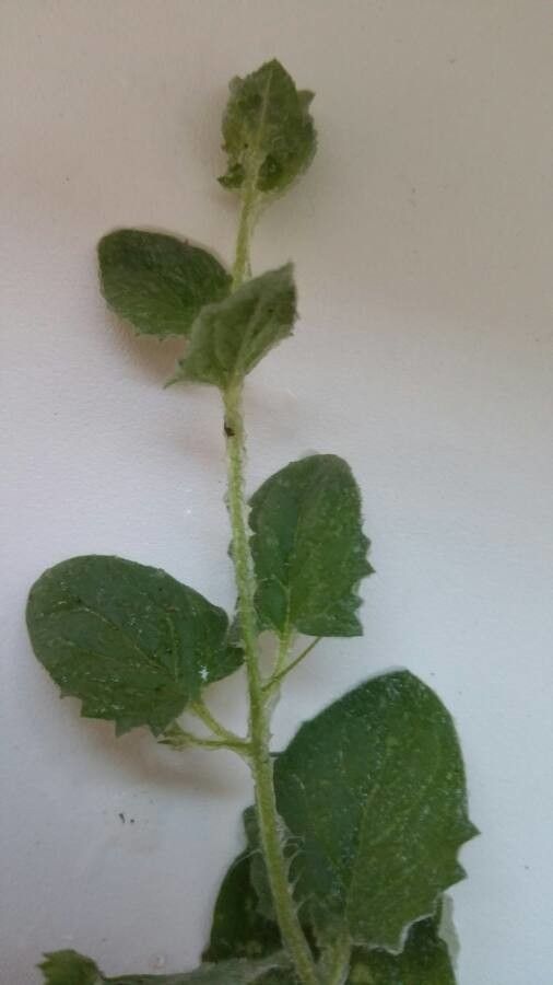 Kickxia lanigera leaf