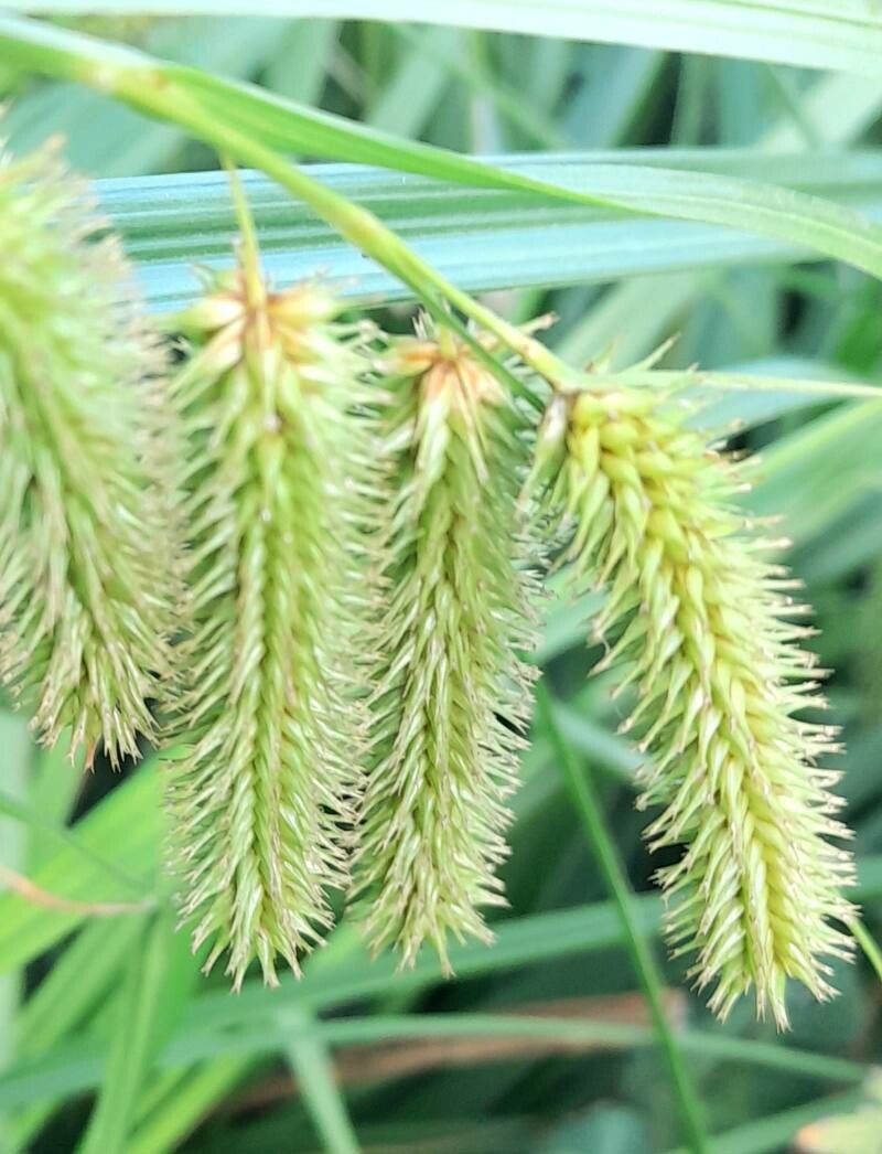 Carex polysticha flower