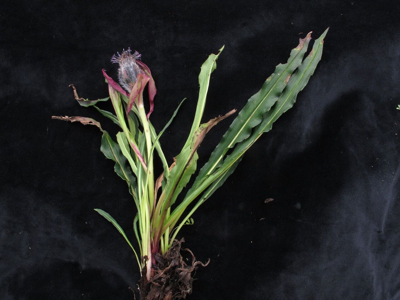 Saussurea linearifolia habit