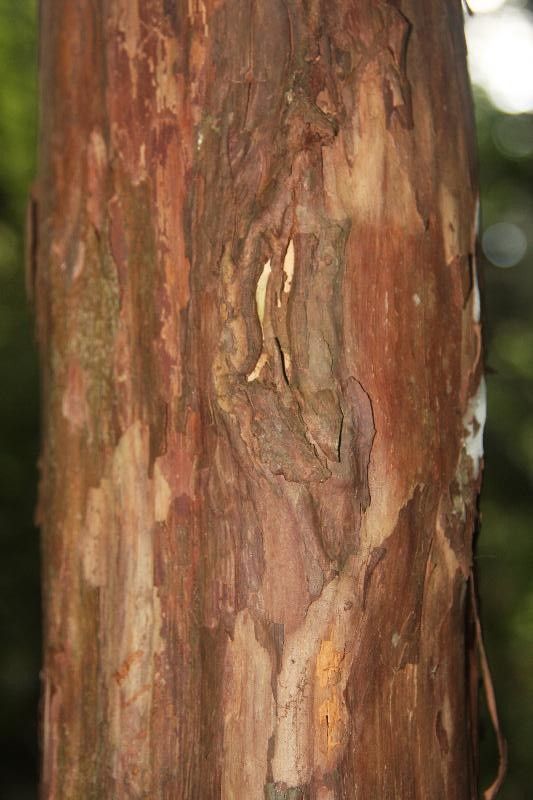 Pouteria decorticans — search result for 'Pouteria'