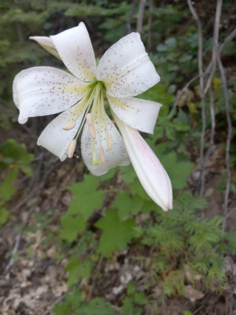 Lilium washingtonianum flower