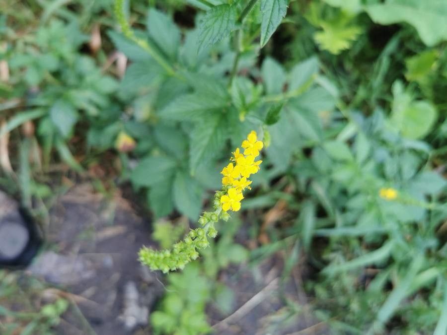 Agrimonia gryposepala flower