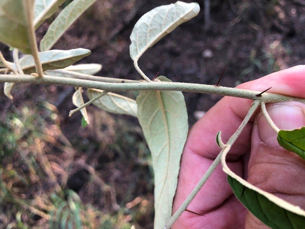 Solanum parvifolium — houseplant care guide